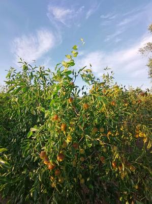 [冬棗批發(fā)]河北滄州黃驊市鮮棗 8.00元/斤黃驊脆冬棗 批發(fā) _ 一畝田