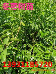 冬棗棗樹(shù)苗多少錢(qián)一棵