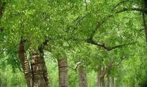 速看 河北這24個(gè)鄉(xiāng)村上榜 國(guó)家級(jí) 名單 有你的家鄉(xiāng)嗎